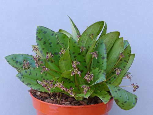 Scoliopus bigelovii